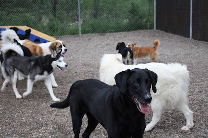 Dog day care in Sauk Rapids Minnesota Sam Danni s Pet Resort 1