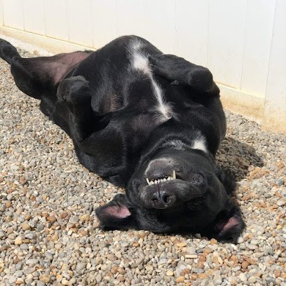 Dog day care in Savannah Georgia Club Fido Friends LLC