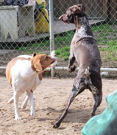 Dog day care in Savannah Georgia Shady Pines Kennels