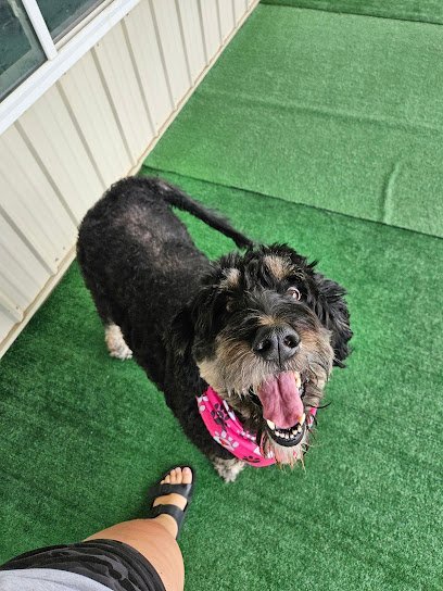 Dog day care in Savannah Missouri Stands Alone Canine Solutions LLC 1 1