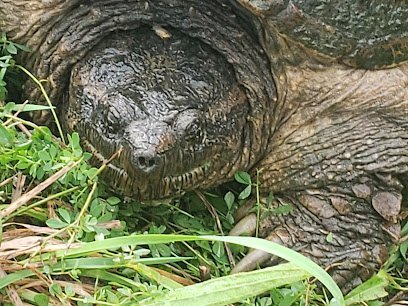 Dog day care in Savona New York Mud Creek Kennels 1