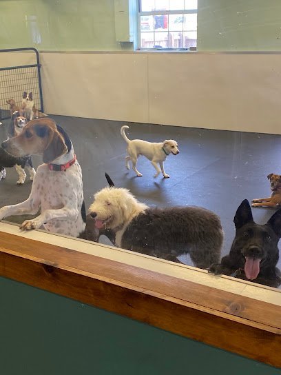 Dog day care in Savoy Illinois Georgia s K 9 Komforts 1