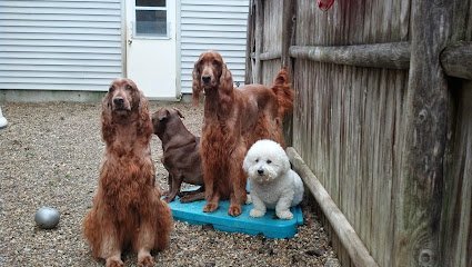 Dog day care in Scarborough Maine Dog Paws Inn LLC 1