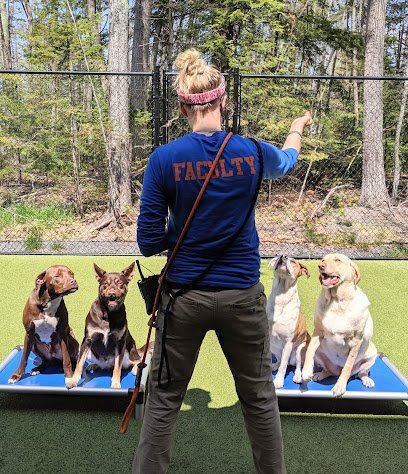 Dog day care in Scarborough Maine Mutty Paws Academy 1