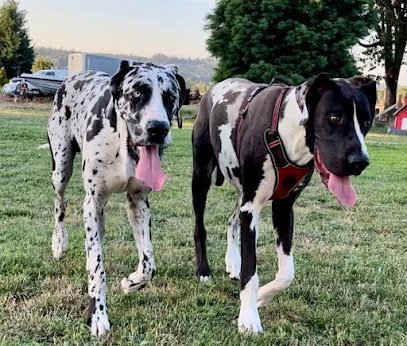 Dog day care in Scio Oregon RidgeStables LLC Doggie daycare and pet boarding 1