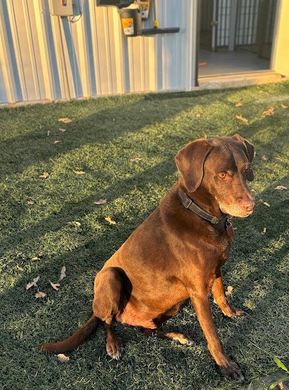 Dog day care in Seguin Texas Heidekes Country Kennel 1