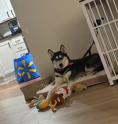 Dog day care in Sewell New Jersey Cari s Canine Pros 1