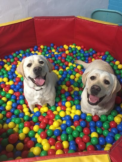 Dog day care in Shaker Heights Ohio Process Canine 1