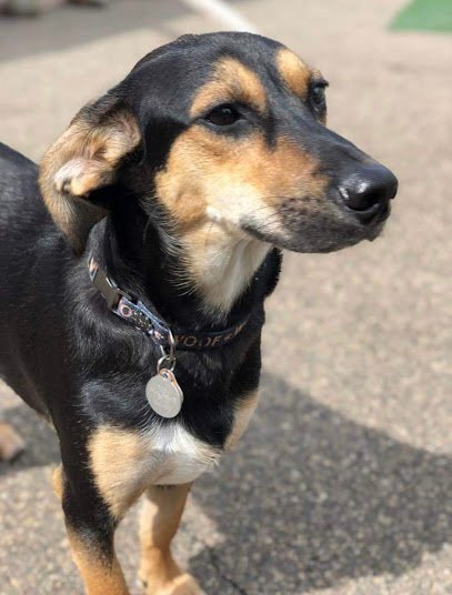 Dog day care in Shakopee Minnesota Doggie Doo s Spa Retreat 1