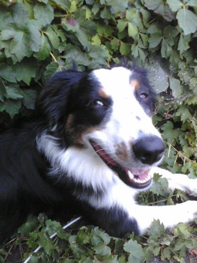 Dog day care in Shakopee Minnesota FurChilds 1