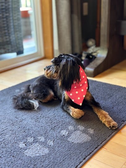 Dog day care in Shakopee Minnesota Mn Furbaby Pet Care 1