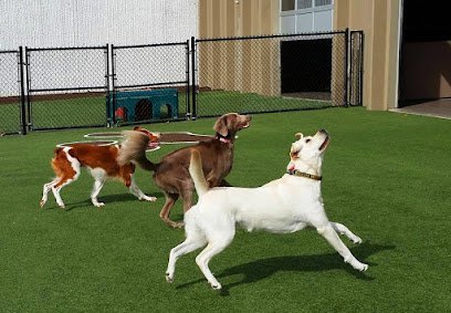 Dog day care in Shelby Township Michigan Bark A Bout Pet Activity Center Resort 1