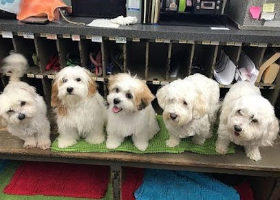 Dog day care in Silver Spring Maryland Cleverdog Grooming Day Care 1