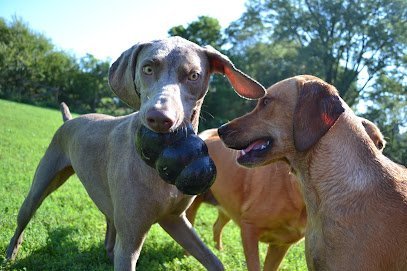 Dog day care in Sioux City Iowa Bed Biscuit 1