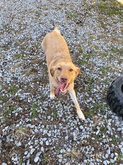 Dog day care in Slidell Louisiana Animal House Spa 1