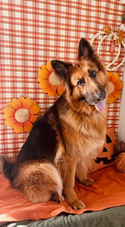 Dog day care in Slidell Louisiana Magnolia Paws Board and Train 1