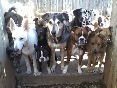 Dog day care in Smyrna Georgia Bark Play Stay