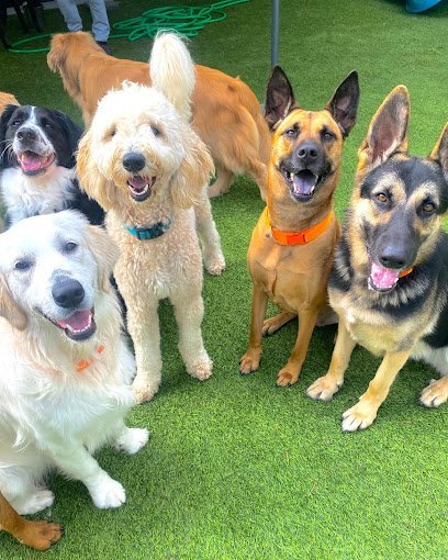 Dog day care in Smyrna Georgia Puppy Haven Smyrna