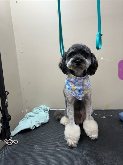 Dog day care in Smyrna Tennessee Lilah Belle Pet Spa Boarding Doggy Daycare 1