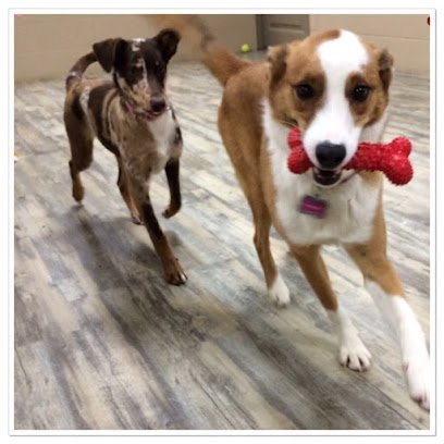 Dog day care in Somerset Kentucky Somerset Pet Lodge 1