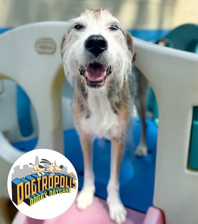 Dog day care in South Euclid Ohio Dogtropolis 1