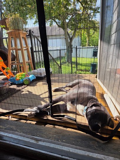 Dog day care in South Haven Michigan Dog s Day Boarding Daycare 1