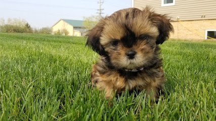 Dog day care in South Heart North Dakota Trails End Kennels Dog Boarding and Grooming 1