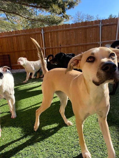 Dog day care in South Portland Maine The Bark Yard 1