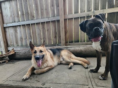 Dog day care in South Sioux City Nebraska Helping Paws 1 1