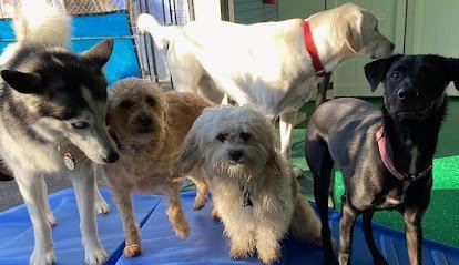 Dog day care in South Yarmouth Massachusetts Peticulars 1