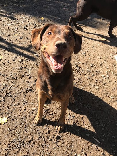 Dog day care in Southampton Massachusetts Wintergreen Kennels 1