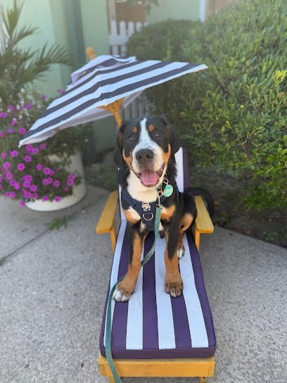 Dog day care in Southampton New York Southampton Dog 1