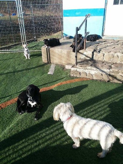 Dog day care in Southbridge Massachusetts Woof And Whisker Inn 1