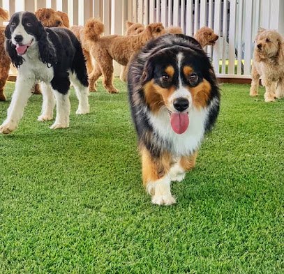 Dog day care in Southlake Texas SouthlakeCritterCare 1