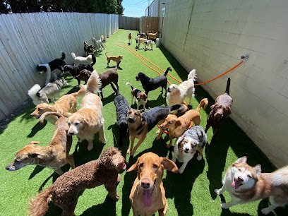 Dog day care in Southold New York Dog Town NY 1