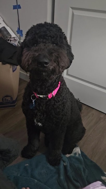 Dog day care in Sparks Nevada On Command 1 1