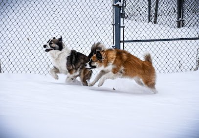 Dog day care in Sparta New Jersey Kerfree Kennels LLC 1