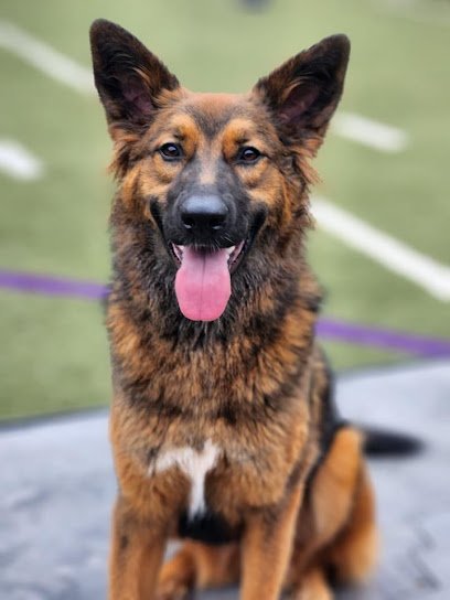 Dog day care in Spencer Massachusetts Four Paws Academy for Dogs 1