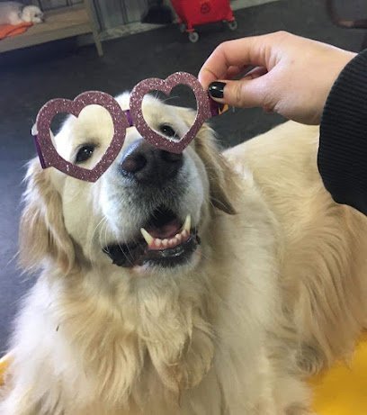 Dog day care in Spring Grove Illinois Fur the Love of Dogs Inc 1