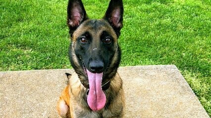 Dog day care in Spring Hill Tennessee Dog Gone Good Time Farm 1