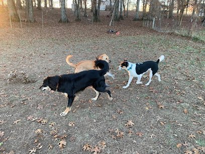 Dog day care in Spring Hill Tennessee Lookingglass Farms 1