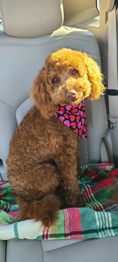 Dog day care in Spring Mills Pennsylvania GLF Pet Connection 2