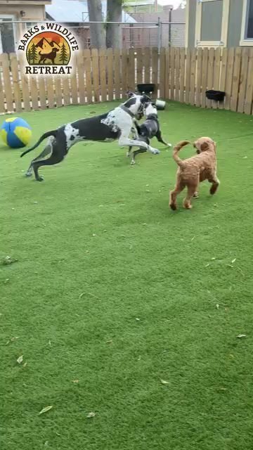 Dog day care in Spring Texas Barks Wildlife Retreat 1