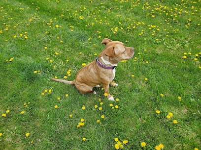 Dog day care in Spring Texas Blessed Paws Luxury Pet Resort 1