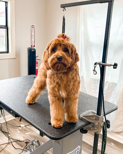 Dog day care in Spring Texas Chixie 1