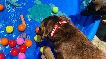 Dog day care in Spring Texas My Heart Is For Paws 1