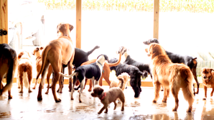 Dog day care in Springfield Illinois Tail Command 1