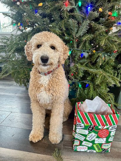 Dog day care in Springfield Massachusetts Harvey s House PetCare 1