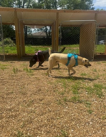 Dog day care in Springfield Missouri Choices Kennel 1 1