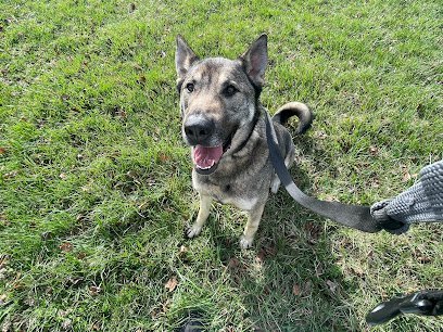 Dog day care in Springfield Missouri Ears In The Wind LC 1 1
